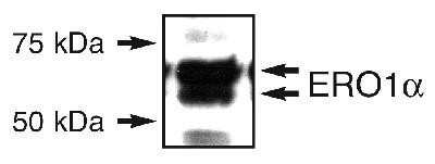 Western Blot: ERO1L Antibody [NB100-2525]
