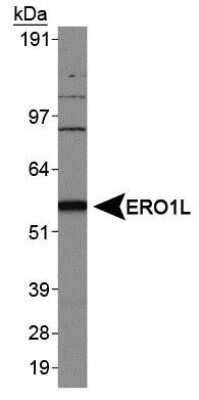 Western Blot: ERO1L Antibody [NB100-2525]