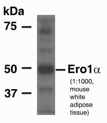 Western Blot: ERO1L Antibody [NB100-2525]
