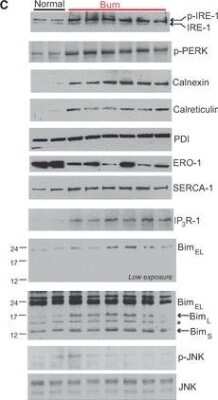 Western Blot: ERO1L Antibody [NB100-2525]