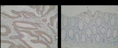 Immunohistochemistry-Paraffin: ERO1LB Antibody (M37-P5D11) - BSA Free [NBP2-50389]