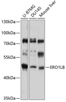 Western Blot: ERO1LB AntibodyBSA Free [NBP3-04975]