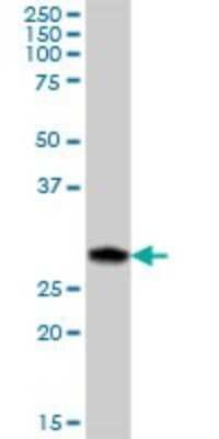 Western Blot: ERP27 Antibody [H00121506-B01P]