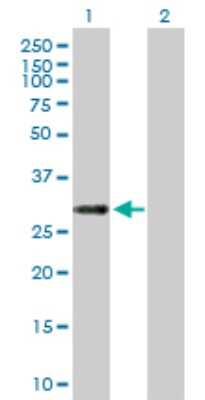 Western Blot: ERP27 Antibody [H00121506-B01P]