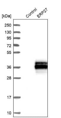 Western Blot: ERP27 Antibody [NBP1-88393]