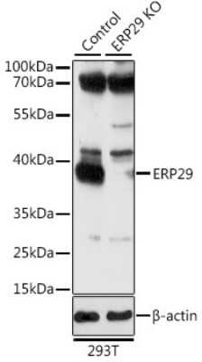 Knockout Validated: ERP29 Antibody - BSA Free [NBP3-03072]