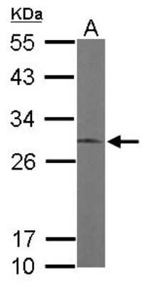 Western Blot: ERP29 Antibody [NBP1-33076]