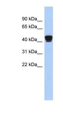 Western Blot: ERP44 Antibody [NBP1-56623]