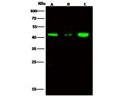 Western Blot: ERP44 Antibody [NBP2-97000]