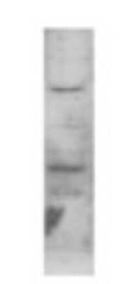 Western Blot: ERR beta/NR3B2 Antibody [NB300-748]