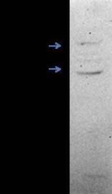 Western Blot: ERR beta/NR3B2 Antibody [NB300-748]