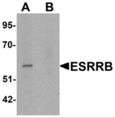 Western Blot: ERR beta/NR3B2 AntibodyBSA Free [NBP2-81824]