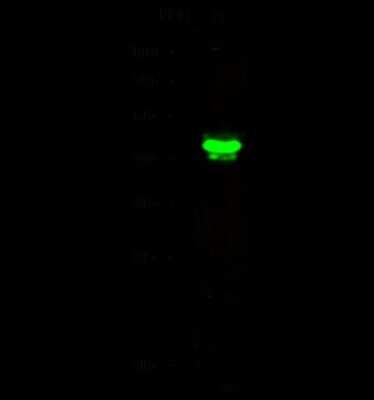 Western Blot: ERR beta/NR3B2 Antibody [NBP2-98874]