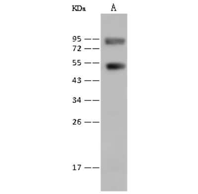 Western Blot: ERR beta/NR3B2 Antibody [NBP2-99541]