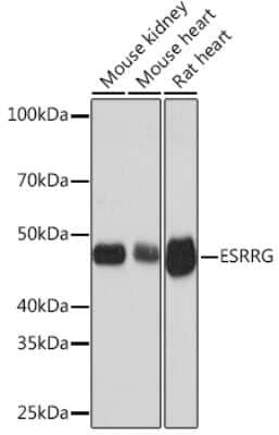 Western Blot: ERR gamma/NR3B3 Antibody (2W3A9) [NBP3-16836]