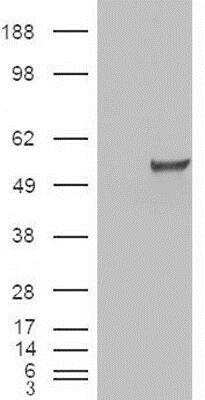 Western Blot: ERR gamma/NR3B3 Antibody [NBP1-00182]