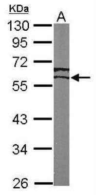 Western Blot: ERR gamma/NR3B3 Antibody [NBP1-32853]