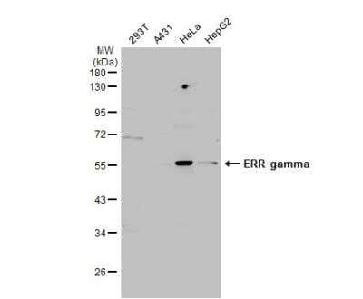 Western Blot: ERR gamma/NR3B3 Antibody [NBP1-32853]