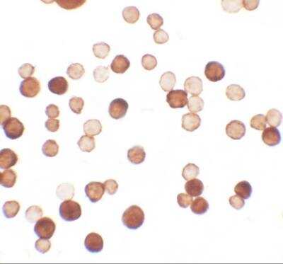 Immunocytochemistry/ Immunofluorescence: ERRF Antibody - BSA Free [NBP2-81715]