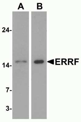 Western Blot: ERRF AntibodyBSA Free [NBP2-81715]