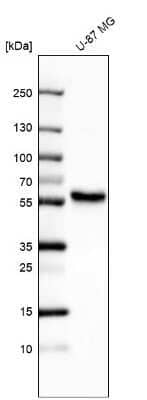 Western Blot: ERRFI1 Antibody [NBP1-81835]