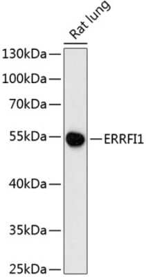 Western Blot: ERRFI1 AntibodyAzide and BSA Free [NBP3-04870]