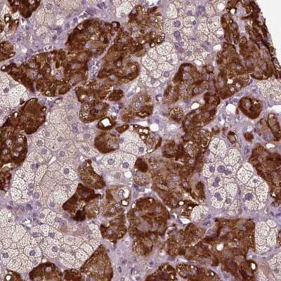 Immunohistochemistry-Paraffin: ERV3-1 Antibody [NBP2-62602]