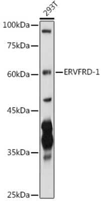 Western Blot: ERVFRD-1 AntibodyBSA Free [NBP3-04761]