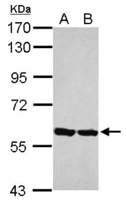 Western Blot: ERp57/PDIA3 Antibody [NBP2-16369]