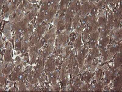 Immunohistochemistry: ERp57/PDIA3 Antibody (OTI4D7) [NBP2-46369]
