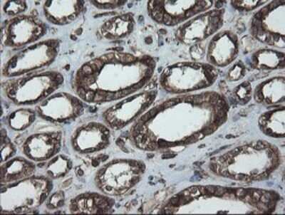 Immunohistochemistry: ERp57/PDIA3 Antibody (OTI4D7) [NBP2-46369]