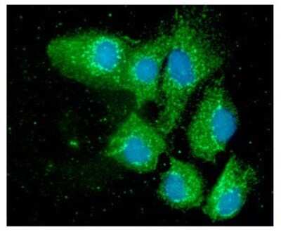 Immunocytochemistry/ Immunofluorescence: ERp57/PDIA3 Antibody (9E9) - BSA Free [NBP2-59431]