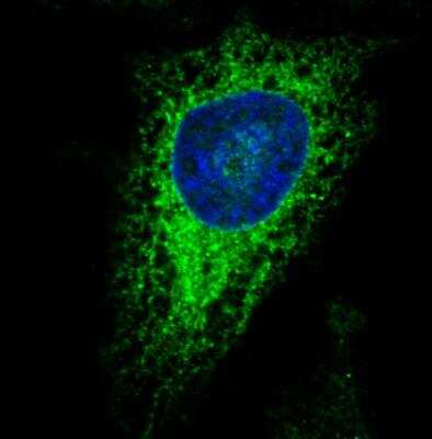 Immunocytochemistry/ Immunofluorescence: ERp57/PDIA3 Antibody (CL2444) [NBP2-36765]