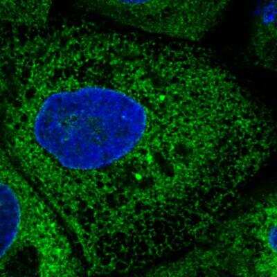 Immunocytochemistry/ Immunofluorescence: ERp57/PDIA3 Antibody (CL2444) [NBP2-36765]