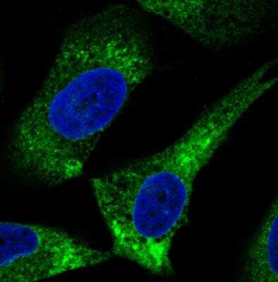 Immunocytochemistry/ Immunofluorescence: ERp57/PDIA3 Antibody (CL2444) [NBP2-36765]