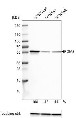 Western Blot: ERp57/PDIA3 Antibody (CL2444) [NBP2-36765]