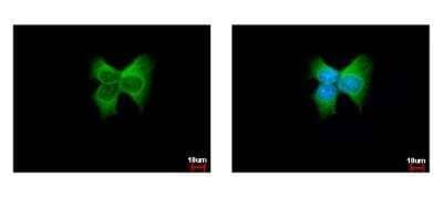 Immunocytochemistry/ Immunofluorescence: ERp57/PDIA3 Antibody [NB100-78614]