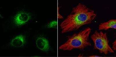 Immunocytochemistry/ Immunofluorescence: ERp57/PDIA3 Antibody [NB100-78614]
