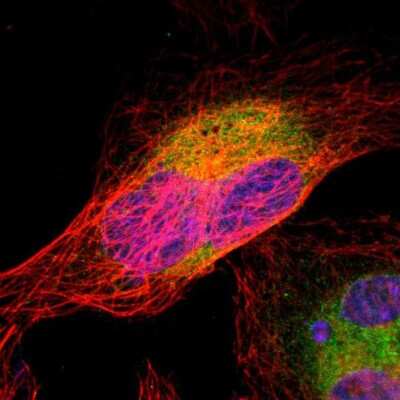Immunocytochemistry/ Immunofluorescence: ERp57/PDIA3 Antibody [NBP1-84797]