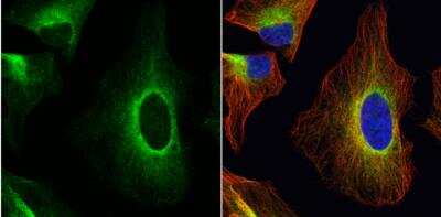 Immunocytochemistry/ Immunofluorescence: ERp57/PDIA3 Antibody [NBP2-16369]