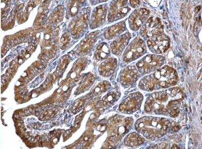 Immunohistochemistry-Paraffin: ERp57/PDIA3 Antibody [NB100-78614]