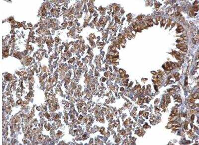 Immunohistochemistry-Paraffin: ERp57/PDIA3 Antibody [NB100-78614]