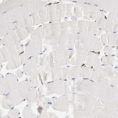 Immunohistochemistry-Paraffin: ERp57/PDIA3 Antibody [NBP1-84796]
