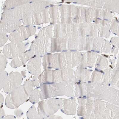 Immunohistochemistry-Paraffin: ERp57/PDIA3 Antibody [NBP1-84797]