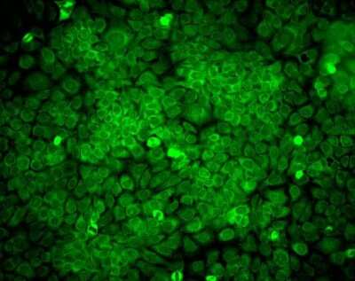 Immunocytochemistry/ Immunofluorescence: ERp57/PDIA3 Antibody (Map.ERp57 (GRP58)) [NBP2-59689]