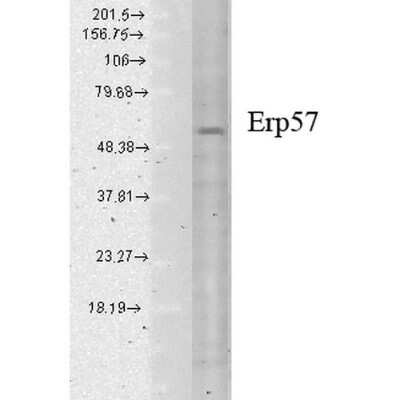 Western Blot: ERp57/PDIA3 Antibody (Map.ERp57 (GRP58)) [NBP2-59689]