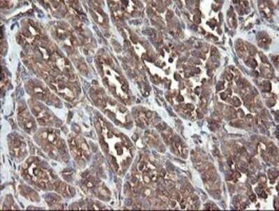 Immunohistochemistry: ERp57/PDIA3 Antibody (OTI3E1) - Azide and BSA Free [NBP2-70848]