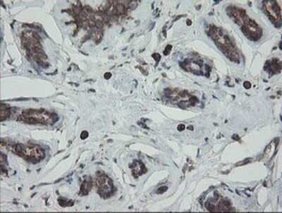 Immunohistochemistry: ERp57/PDIA3 Antibody (OTI3E1) - Azide and BSA Free [NBP2-70848]