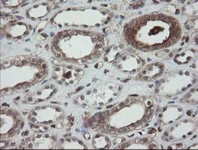 Immunohistochemistry: ERp57/PDIA3 Antibody (OTI3E1) - Azide and BSA Free [NBP2-70848]