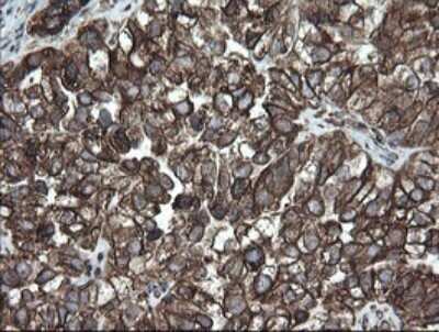 Immunohistochemistry: ERp57/PDIA3 Antibody (OTI4D7) - Azide and BSA Free [NBP2-70849]